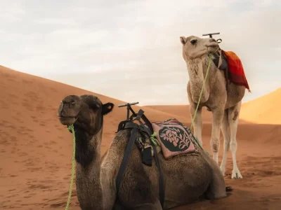 camel trekking